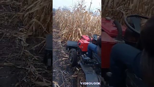 Козак Полтавський мульчуєм кукурудзу смотреть онлайн