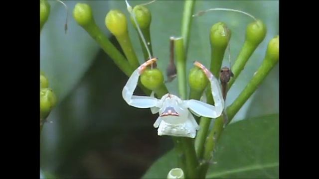 Thomisus Spider The Master Cheater మహా మోసపూరిత తామిశస్ సాలీడు धोखेबाज मकड़ी थामिसुस मकडी смотреть онлайн