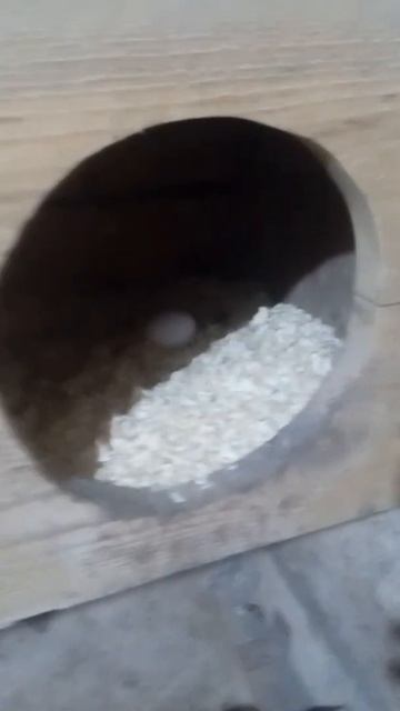 Молодки занеслись сразу в гнёзда смотреть онлайн