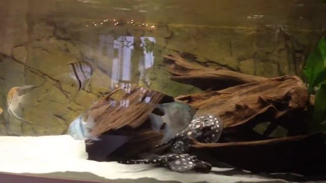 Potamotrygon Leopoldi смотреть онлайн