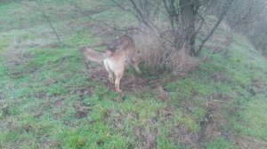 Для маркировки дерева можно использовать различные методы в зависимости от цели.