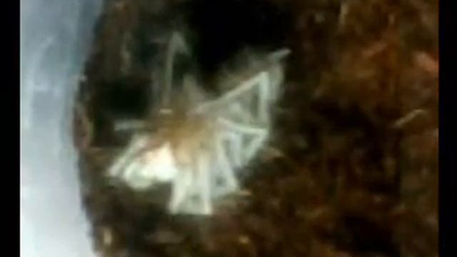 brachypelma albopilosum molting process смотреть онлайн