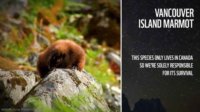 Earth Hour 2021 Virtual Spotlight | A Message of Hope смотреть онлайн