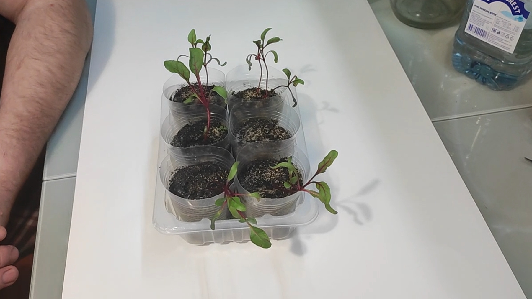 Свëкла, сею семена и проверяю на всхожесть!!! Эксперимент удался!!!! смотреть онлайн