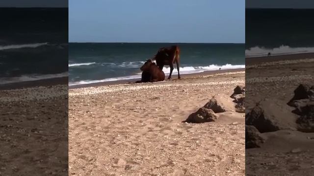 Коровы на море смотреть онлайн