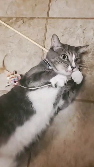 Cats and their little bunny rabbit feet😂😂 смотреть онлайн