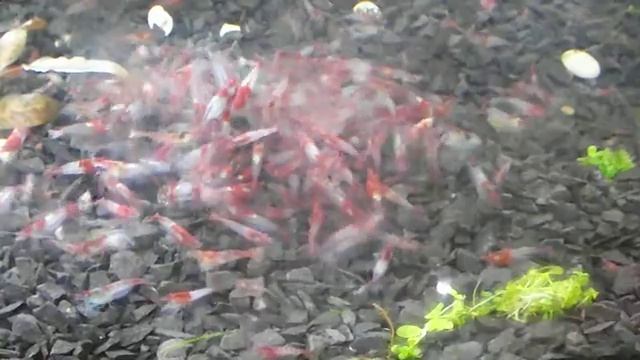 Креветки смотреть онлайн