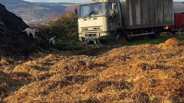 8 Dalmatian chaos! смотреть онлайн