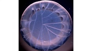 Светлана Шатохина.Эффективность приборов DeVita.Часть-1/Deta Elis Holding/