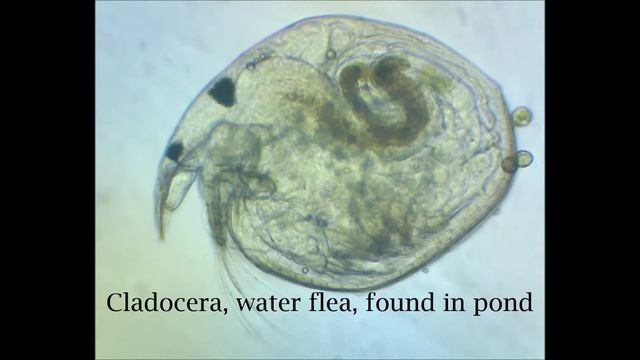 Cladocera смотреть онлайн