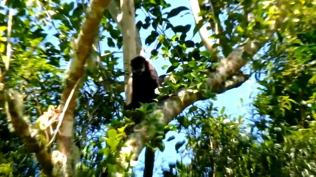 Macaco prego 2. смотреть онлайн