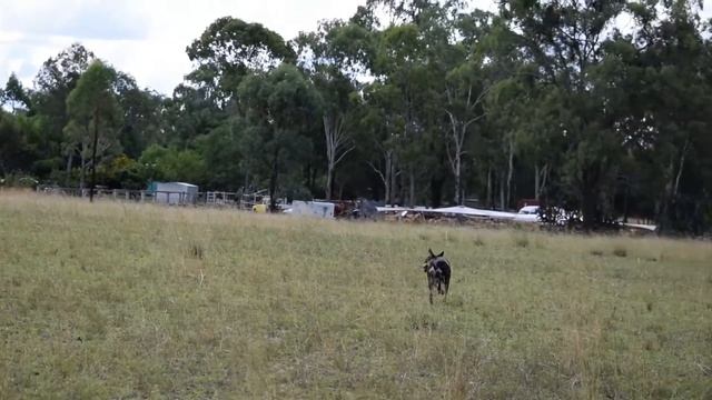 Jessarene Cara (Riana Cash II x Karmala Lara) смотреть онлайн