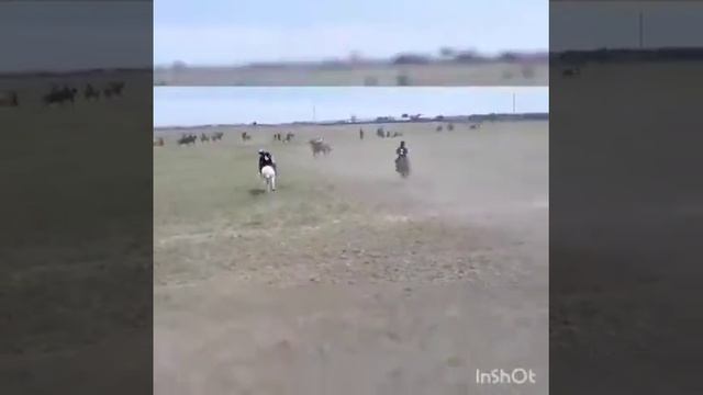 Кокпар павлодар(1) смотреть онлайн