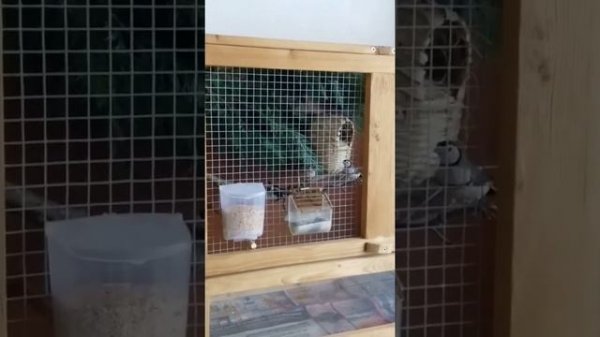 Ringelastrild,  кольчатый астрильд на гнездовании