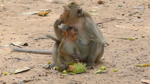 Look So Pitiful ADLER Hug Mom So Long Time nd She Cry Seizure To Ask Mom For Milk, ADLER Brokenhear смотреть онлайн
