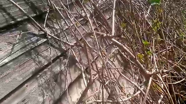 Из жизни Барышева Василия.Деревенские будни. 07.05.2018. смотреть онлайн