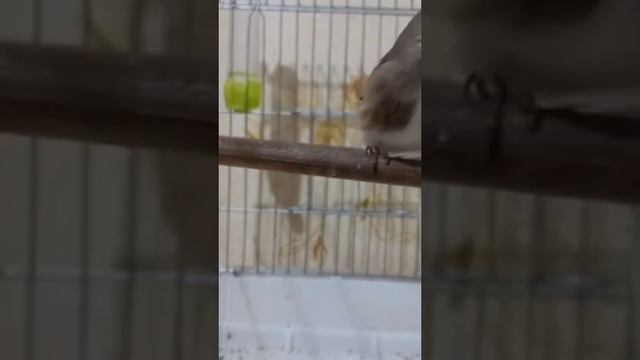 Щегол Куляб Таджикистан смотреть онлайн