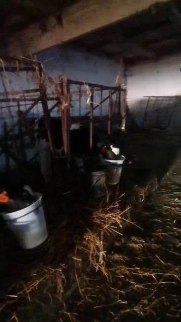 Кому добавки? Молоко для телят с микронутриентами Milk Spark. смотреть онлайн