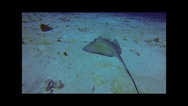 Southern Stingray смотреть онлайн