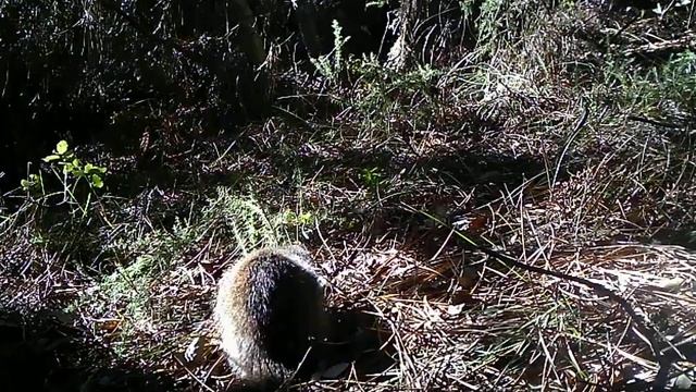 Sacarrabos (Herpestes ichneumon) na Quinta do Pisão 1 смотреть онлайн