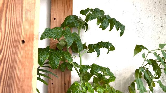 Что растет у меня на балконе (конец июля 2022)