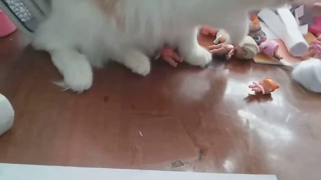 Моя кошка Марта, моё лицо. смотреть онлайн