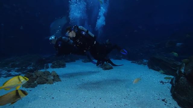 Georgia Aquarium Whale Shark Dive смотреть онлайн