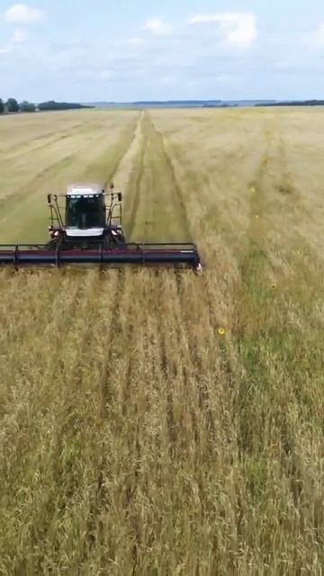 Косилка Самоходная Универсальная КСУ-1 Россельмаш на уборке овса с укладкой в центральный волок. смотреть онлайн