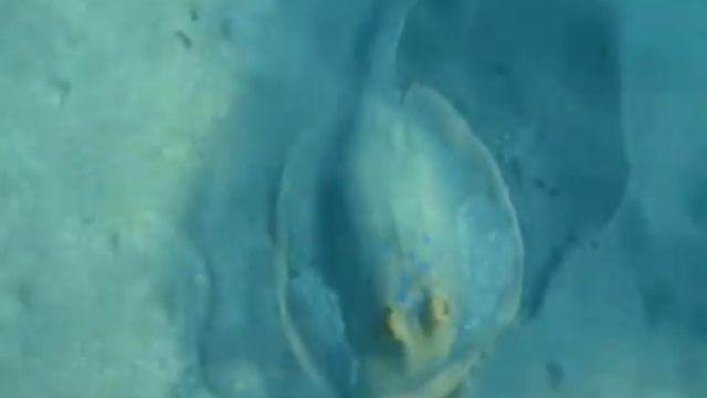 Brayka Bay Reef Resort смотреть онлайн