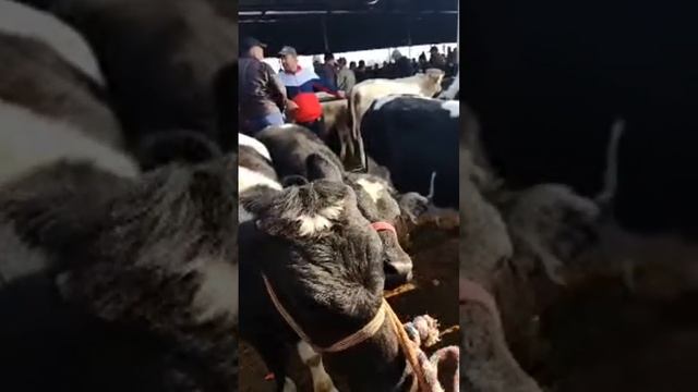 МОЛБОЗОР МИРЗО в прямом эфире!