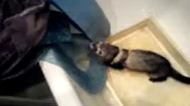 хоречек смотреть онлайн