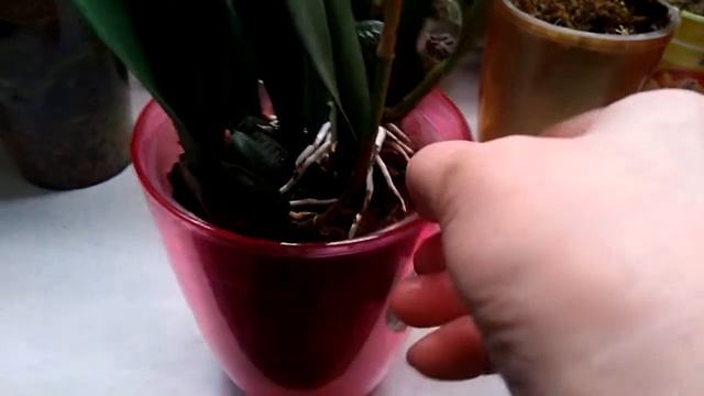 Психопсис Альба". 05.01.2020г. смотреть онлайн