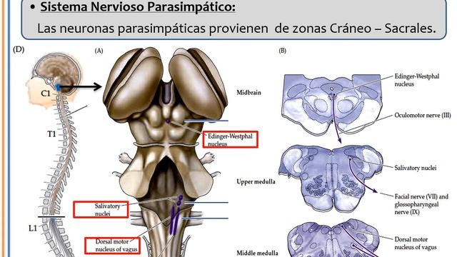 Clase Sistema Nervioso Autónomo Parte 1 смотреть онлайн