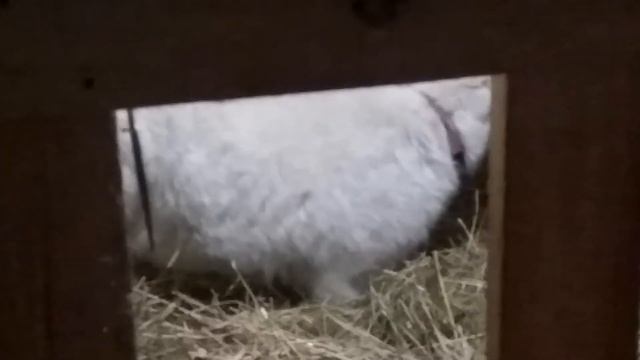 За несколько часов до окота