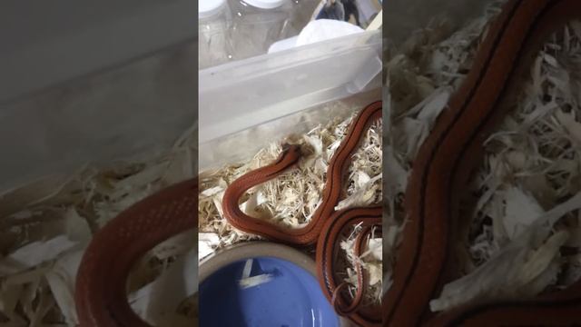 Bamboo Rat Snake Feeding David Barkasy смотреть онлайн
