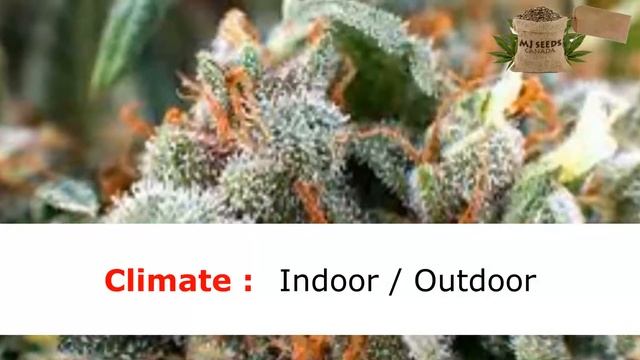 Alaskan Thunder Regular Strain Characteristics MJ Seeds Canada смотреть онлайн