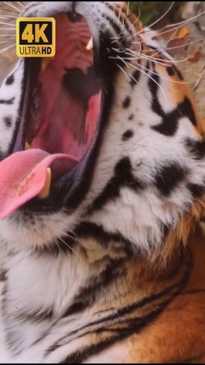 The Jungle Giants | BIG CATS 4K Ultra HD #leppard #cheetah #animals #pets #cat #catlover #nature