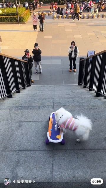 Собачка на скейте