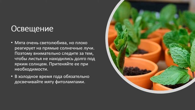 Огород на подоконнике