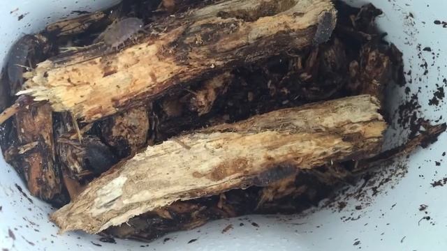 Woodlice/Slaters episode 2 смотреть онлайн