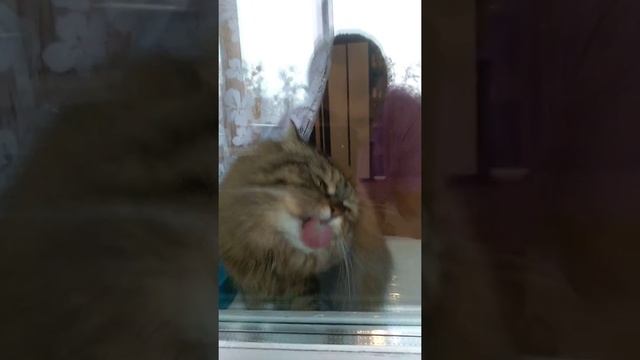 Руська Дурында ))) смотреть онлайн