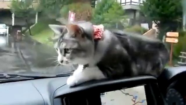 Непонятная движуха смотреть онлайн