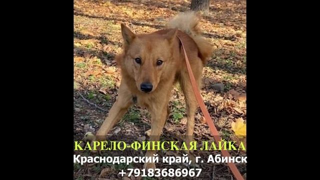Пропала собака! Карело-финская лайка. Краснодарский край, г. Абинск смотреть онлайн