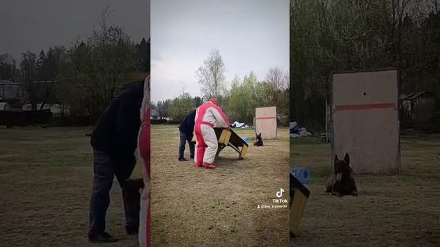 ГОЛЛАНДСКАЯ овчарка смотреть онлайн