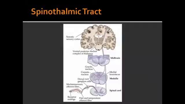 Spinothalamic Tract смотреть онлайн
