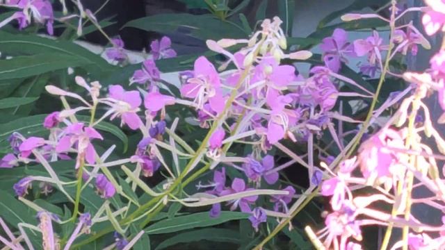 Шмелинная история. Полеты шмелей #лето #полет #полетшмеля смотреть онлайн