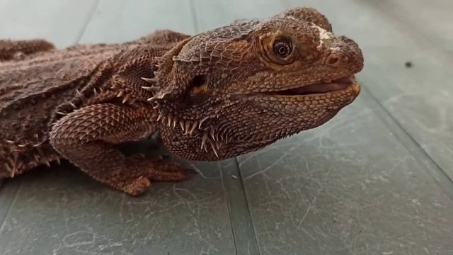 Smaug is a dangerous old (bearded) dragon! смотреть онлайн