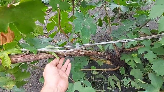 Чеканка и пасынкование виноградных кустов смотреть онлайн
