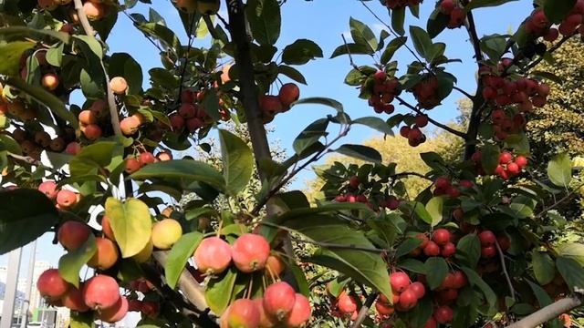 Nature. Apples