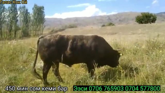 Гигант бука сатылат Талас Кок-Ой 0704 577800 смотреть онлайн